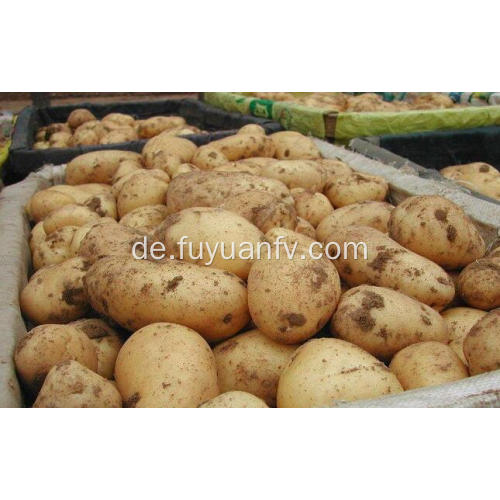 frische Kartoffel für den Export